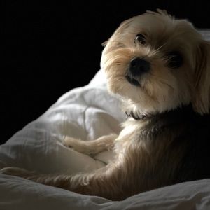 Meet your Posher, Angie